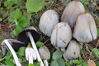 Grå svamp med vit fot som växer i klump