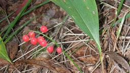Grönt blad med liten klase med röda bär