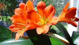 Stora orangea blommor på krukväxt