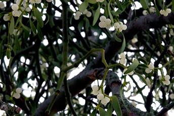 Vita bär på växt i ett träd