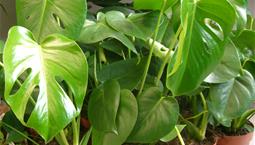 Grön växt med stora flikiga blad