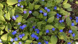 Liten marktäckande växt med blå blommor och gröna blad.