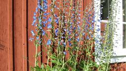 Hög växt med långa blå blomstänglar