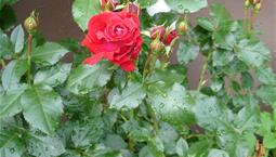 Bild på röd rosenknopp
