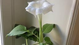 Krukväxt med stora blad och stor trumpetliknande vit blomma.