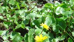 Låga växter med gröna blad och gula blommor.