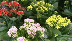 Flera krukväxter med tjocka gröna blad och röda, rosa eller gula blommor. 