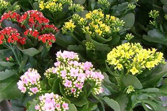 Flera krukväxter med tjocka gröna blad och röda, rosa eller gula blommor. 