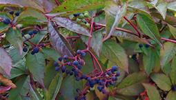 Växt med röd-gröna blad och blå-svarta bär på röda stjälkar