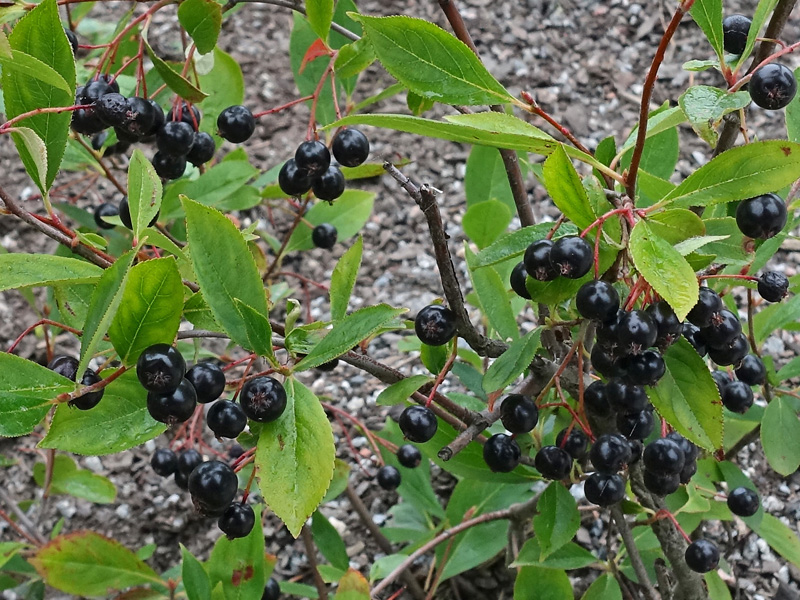 Aronia - Giftinformationscentralen