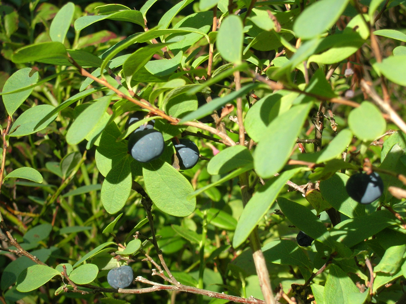 Odon Giftinformationscentralen