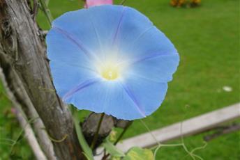 Klängväxt med stor blå blomma.