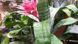 Krukväxt med vassa gröna blad och en stor rosa blomma.