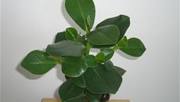 Krukväxt med stora gröna blad.