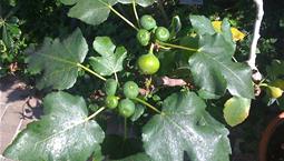 Krukväxt med stora gröna blad och ätbara frukter.