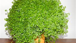 Krukväxt med många mycket små gröna blad.