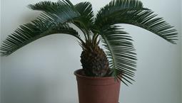 Krukväxt med kraftig kotteliknande stjälk och palmliknande blad.