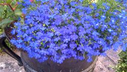 Kruka med många små blå blommor