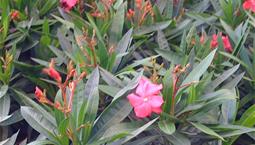 Krukväxt med gröna lansettlika blad och rosa blommor.