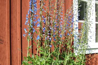 Hög växt med långa blå blomstänglar