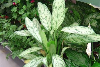 Krukväxt med långa brokiga blad