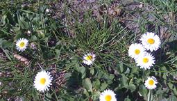 Små blommor som växer på marken med smala vita kronblad och gul mitt. 